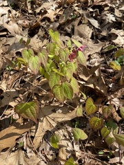 Epimedium × rubrum
