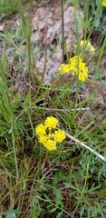 Lomatium cous