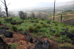 Aspalathus astroites