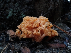 Ramaria capitata