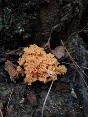 Ramaria capitata