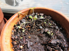 Origanum majorana
