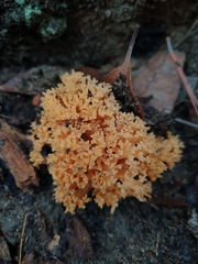 Ramaria capitata