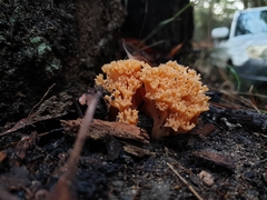 Ramaria capitata