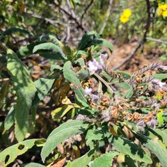 Eriodictyon crassifolium