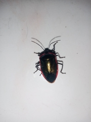 Rhyssocephala