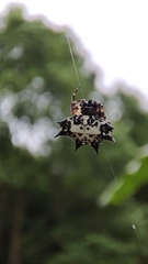 Gasteracantha kuhli