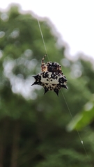 Gasteracantha kuhli