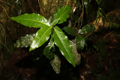 Actephila mooreana