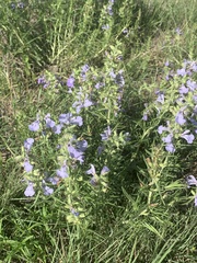 Salvia engelmannii