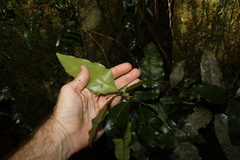 Actephila mooreana