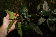 Actephila mooreana