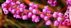 Erica bergiana bergiana