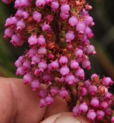 Erica bergiana bergiana