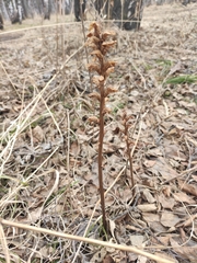 Orobanche krylowii
