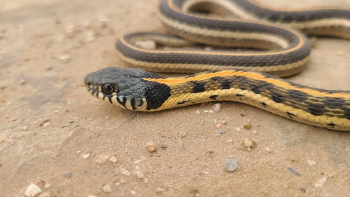 Black-necked Garter Snake, Colorado, US, photo 10 of 10