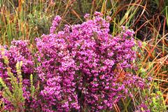 Erica bergiana bergiana