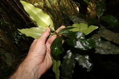 Actephila mooreana