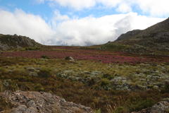 Erica bergiana bergiana