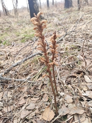 Orobanche krylowii