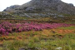 Erica bergiana bergiana