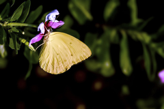 Catopsilia gorgophone