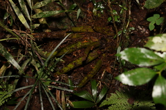 Dendrobium speciosum hillii