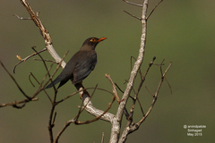 Turdus simillimus