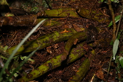 Dendrobium speciosum hillii