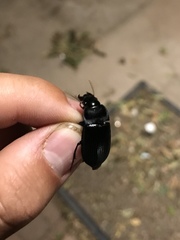 Harpalus caliginosus