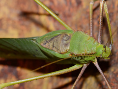 Arachnacris corporalis