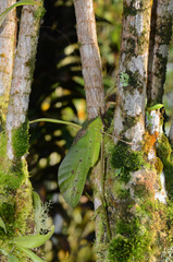 Arachnacris corporalis