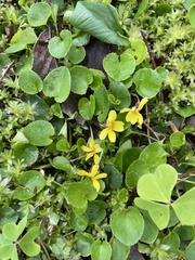 Viola orbiculata