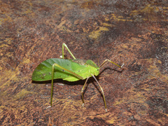 Arachnacris corporalis