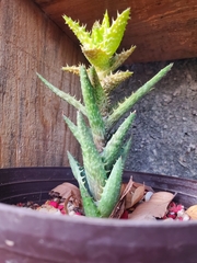 Aloe juvenna