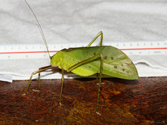 Arachnacris corporalis