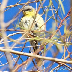 Ptilotula keartlandi