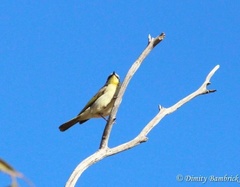 Ptilotula keartlandi