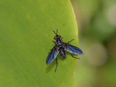 Hermyini