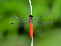 Orchithemis