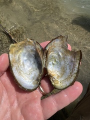 Potamilus metnecktayi