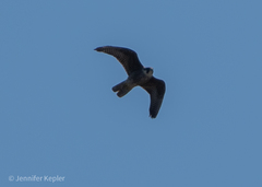 Falco peregrinus