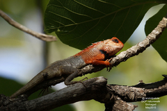 Calotes versicolor