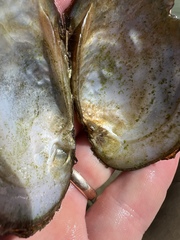 Potamilus metnecktayi