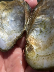 Potamilus metnecktayi