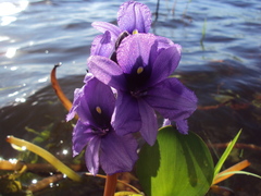 Pontederia azurea
