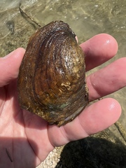 Potamilus metnecktayi