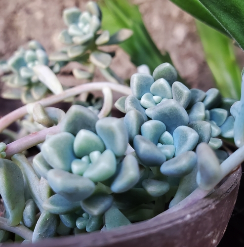 Graptopetalum bernalense (Kimnach & R.Moran) V.V.Byalt 3
