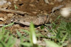Orthoptera