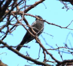 Melaniparus niger niger